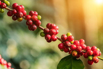 Coffee on tree Arabicas raw and ripe coffee bean in field and sunlight.