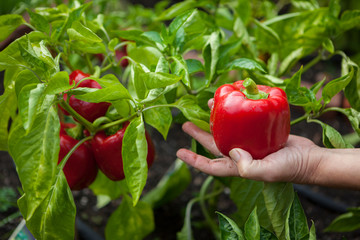 A woman picks red bell peppers (Capsicum annuum) in her garden in Seattle, Washington.