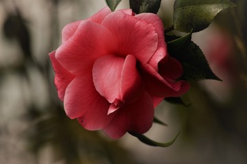 red rose in the garden