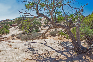 Gnarled tree limbs frame the rocks and towers of Arches National Park.