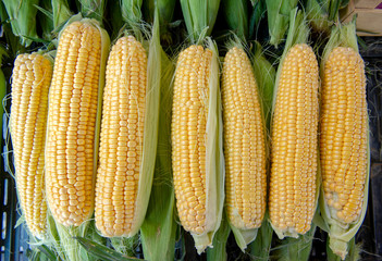 Fresh sweetcorn maize ready for cooking