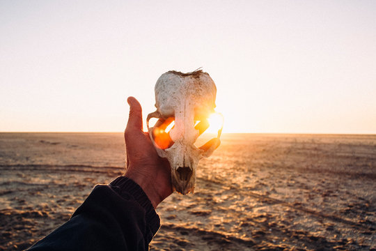 POV image of my hand holding a seal skull on the beach