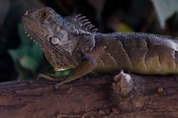 Iguana joven en un tronco
