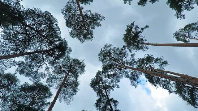 Old pine trees (pinery) sway in wind against sky. Trunks of trees swaying, hissing of wind in branches.