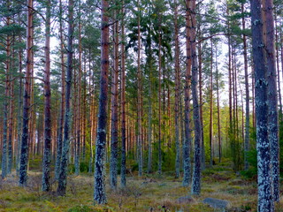 Fichtenwald Schweden