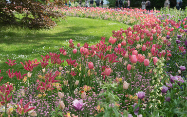 Blumenbeet mit bunten Tulpen (lila, pink, weiß, rot)