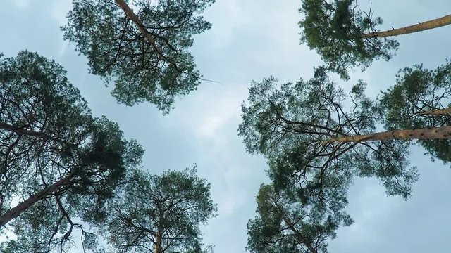 Old pine trees (pinery) sway in wind against sky. Trunks of trees swaying, hissing of wind in branches.