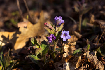 Pulmonaria is a genus of flowering plants in the family Boraginaceae. Pink and blue forest flowers unspotted lungwort, background