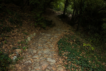 Naklejka na ściany i meble paved lonely trail in dark twilight mystery forest scenery landscape