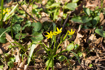 Obraz na płótnie Canvas Gagea Minima (Least Gagea) - early yellow flowers blooming at spring time, background