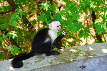 A white-headed capuchin monkey (cebus capucinus) by the pool in Peninsula Papagayo, Guanacaste, Costa Rica