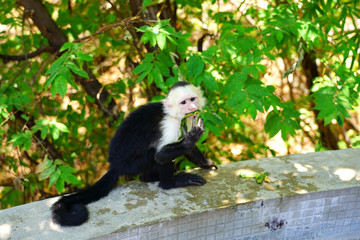 A white-headed capuchin monkey (cebus capucinus) by the pool in Peninsula Papagayo, Guanacaste, Costa Rica