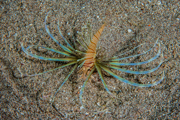 Lion fish in the Red Sea colorful fish, Eilat Israel