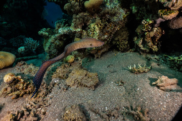 Moray eel Mooray lycodontis undulatus in the Red Sea, eilat israel