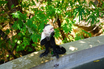 A white-headed capuchin monkey (cebus capucinus) by the pool in Peninsula Papagayo, Guanacaste, Costa Rica