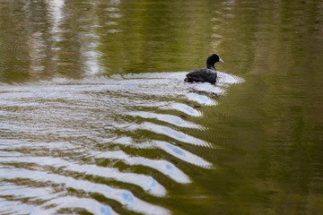duck in the water with water floating texture