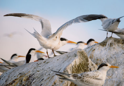 A common tern takes off from a colony at sunset.
