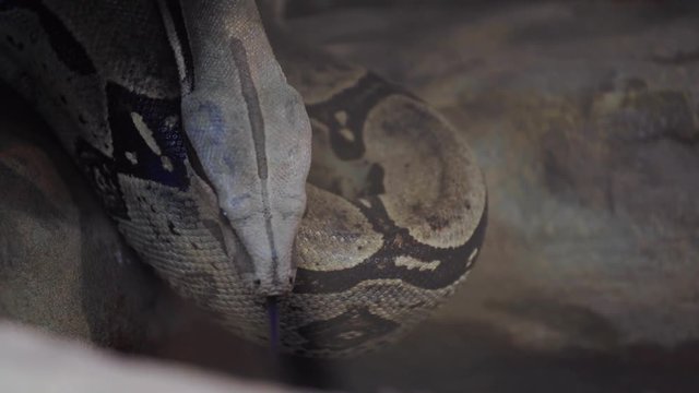 Gray snake crawled to water
