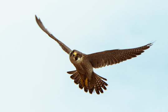 A peregrine falcon flies with wings spread directly towards the camera.
