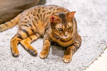 Obraz premium ネコカフェの猫たち