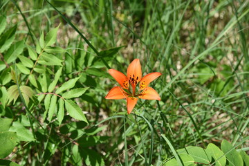 wild orange lilly