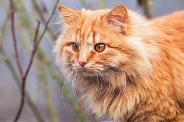 Naklejka na ściany i meble Portrait of a ginger cat outdoors