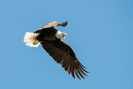 A bald eagle with its beak open flies with wings open.