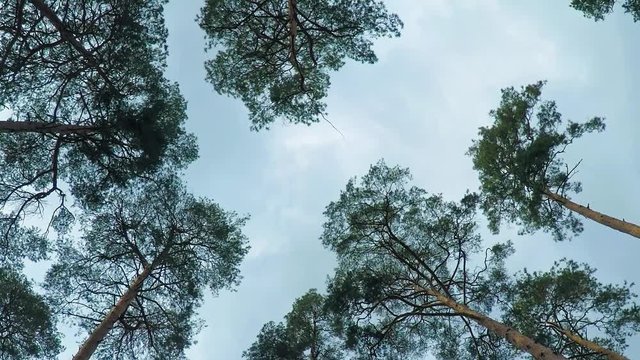 Old pine trees (pinery) sway in wind against sky. Trunks of trees swaying, hissing of wind in branches.
