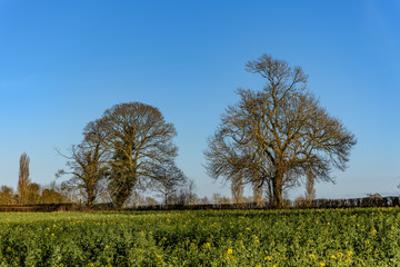 Obraz premium A rural evening scene with trees and a crop field. There are two large trees against a blue sky background, and a field of oilseed rape (Brassica napus) in front, with yellow flowers just opening.