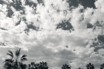 Fototapeta na wymiar a lot of big green African palm tree against the blue sky