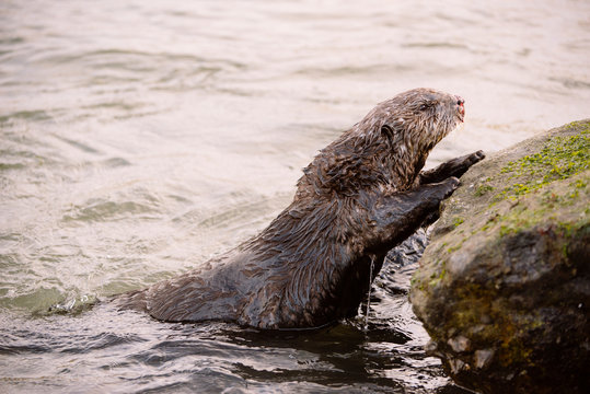 A sea otter climbs onto a rock from the water at Moss Landing.