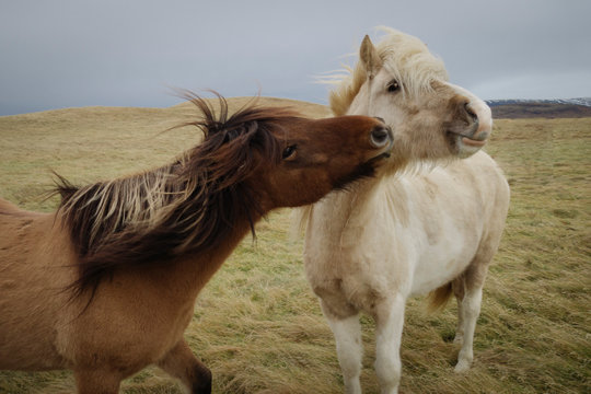 An Icelandic horse nips playfully at another on a moss-covered plain.