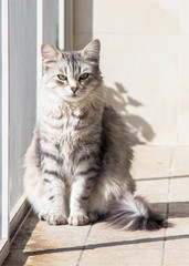 Beautiful pet of livestock in relax, siberian purebred cat