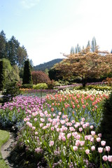 Fototapeta na wymiar tulips in the sunken garden