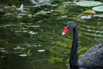 one black swan swimming water pond lake river with green water plants Australia Gold Coast