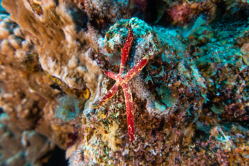 Starfish On the seabed in the Red Sea, eilat israel