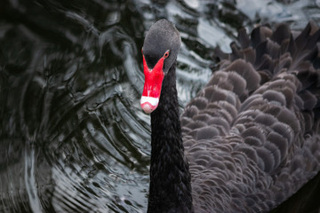 portrait of black swan in the water Gold Coast Australia