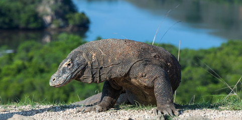 Komodo dragon,  scientific name: Varanus komodoensis. Scenic view on the background, Natural habitat.  Indonesia.