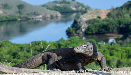Komodo dragon,  scientific name: Varanus komodoensis. Scenic view on the background, Natural habitat.  Indonesia.