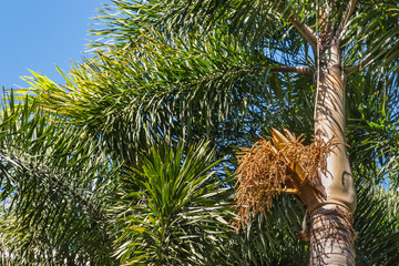 close-up of foxtail palm tree trunk with seeds and leaves