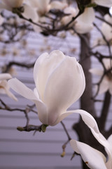 The magnolia flowers