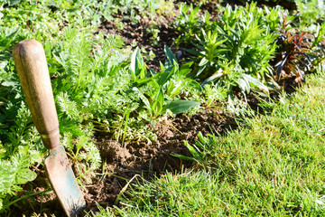 Gardening work tools by a lush green flower bed