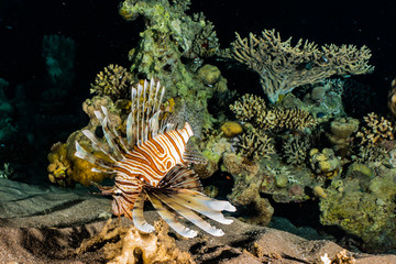 Lion fish in the Red Sea colorful fish, Eilat Israel