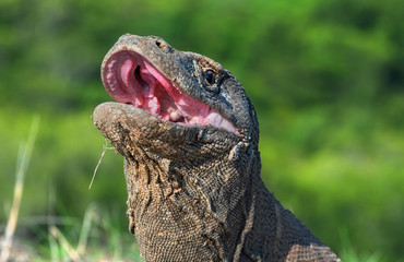 The open mouth of the Komodo dragon. Close up portrait, front view. Komodo dragon.  Scientific...