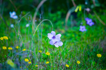 Bright spring flowering of purple flowers. A typical spring phenomenon on the shores of the Mediterranean Sea. The plant wild Anemones from family Ranunculaceae is known as the windflower.