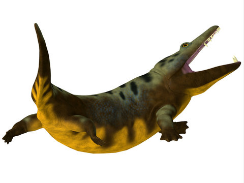 Mastodonsaurus Amphibian Tail - Mastodonsaurus was an aquatic carnivorous amphibian that lived in Europe during the Triassic Period.