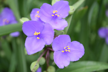 Purple Flowers