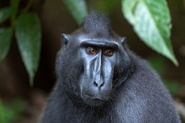 The Celebes crested macaque . Close up portrait. Crested black macaque, Sulawesi crested macaque, or the black ape.  Natural habitat. Sulawesi. Indonesia.