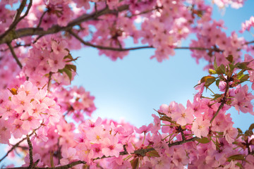 Cherry blossom framing blue sky - 257550787