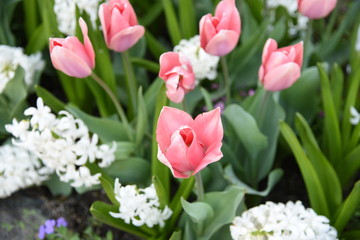 pink tulips in the garden